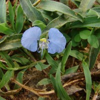 <i>Commelina ensifolia</i>  R.Br.